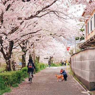 大阪市设立对策总部应对小林制药红曲保健品事件